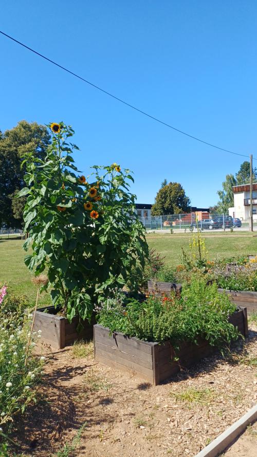 Proměny školní zahrady